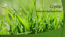  Presentation with green morning - Presentation consisting of closeup-of-morning-dew-drops background and a yellow colored foreground