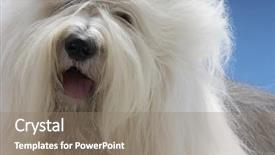  Presentation with sheepdog - Audience pleasing theme consisting of closeup of old english sheepdog backdrop and a gray colored foreground