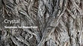  Presentation with willow tree - PPT theme featuring closeup of old willow tree bark background and a gray colored foreground