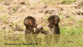  Presentation with babies - Audience pleasing presentation theme consisting of closeup-of-olive-baboon-babies backdrop and a yellow colored foreground