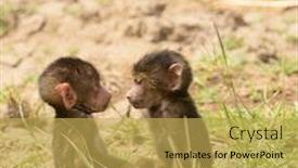  Presentation with babies - Presentation theme having closeup-of-olive-baboon-babies background and a yellow colored foreground
