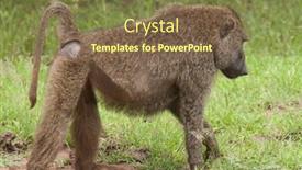  Presentation with olive - Amazing PPT layouts having closeup-of-olive-baboon-papio backdrop and a violet colored foreground