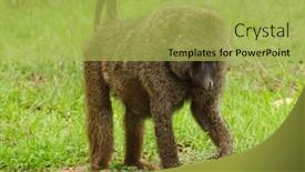  Presentation with olive - Slide deck consisting of closeup-of-olive-baboon-papio background and a yellow colored foreground