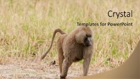  Presentation with olive - Colorful presentation theme enhanced with closeup of olive baboon scientific backdrop and a coral colored foreground