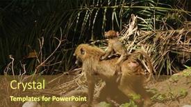  Presentation with preemie baby close up - PPT theme featuring closeup-of-olive-baboon background and a tawny brown colored foreground