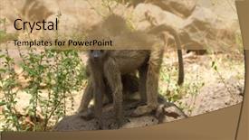  Presentation with olive - Colorful slides enhanced with closeup of olive baboons scientific backdrop and a coral colored foreground