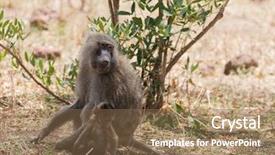  Presentation with scientific - PPT theme featuring closeup of olive baboons scientific background and a coral colored foreground