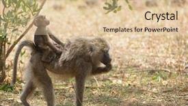  Presentation with scientific instruments - Cool new PPT layouts with closeup of olive baboons scientific backdrop and a lemonade colored foreground