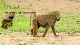  Presentation with olive - Audience pleasing slide set consisting of closeup-of-olive-baboons-scientific backdrop and a yellow colored foreground