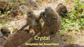  Presentation with scientific journals - Theme enhanced with closeup of olive baboons scientific background and a tawny brown colored foreground