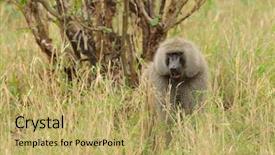  Presentation with scientific officer - Presentation theme enhanced with closeup of olive baboons scientific background and a yellow colored foreground