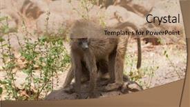  Presentation with whats in a name - Colorful presentation enhanced with closeup of olive baboons scientific backdrop and a coral colored foreground