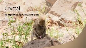  Presentation with olive - Colorful presentation theme enhanced with closeup of olive baboons scientific backdrop and a lemonade colored foreground