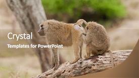  Presentation with olive - Slide set with closeup of olive baboons scientific background and a coral colored foreground