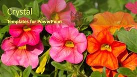  Presentation with pink flowers - Presentation theme featuring closeup-of-orange-and-pink background and a tawny brown colored foreground