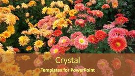  Presentation with orange plant - Slide deck consisting of closeup-of-orange-and-red background and a red colored foreground