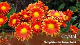  Presentation with orange plant - Slides having closeup-of-orange-and-yellow background and a crimson colored foreground