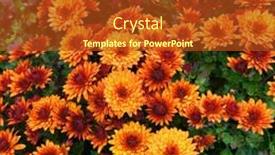  Presentation with orange plant - Presentation featuring closeup-of-orange-flowers background and a crimson colored foreground