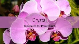  Presentation with florida - Presentation having closeup of orchid flower background and a  colored foreground