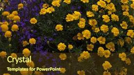  Presentation with blue and yellow geometric - Amazing presentation design having closeup of outdoor yellow tagetes backdrop and a tawny brown colored foreground