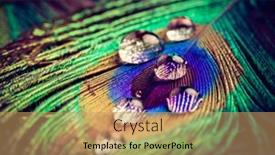  Presentation with peacock feather - Presentation featuring closeup-of-peacock-eye-feather background and a coral colored foreground