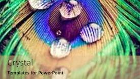  Presentation with peacock feather - Presentation theme consisting of closeup-of-peacock-eye-feather background and a coral colored foreground