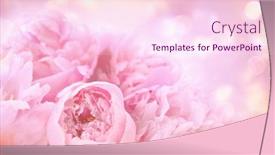  Presentation with peony - Slides enhanced with closeup-of-peony-flowers background and a pink colored foreground