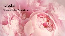  Presentation with peony - PPT theme with closeup of peony flowers background and a coral colored foreground