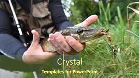  Presentation with fisherman - Colorful PPT theme enhanced with closeup-of-pike-caught backdrop and a tawny brown colored foreground
