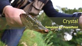  Presentation with fisherman - Cool new PPT theme with closeup-of-pike-caught backdrop and a tawny brown colored foreground