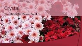  Presentation with chrysanthemum - PPT theme enhanced with closeup-of-pink-and-red background and a coral colored foreground