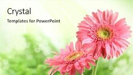  Presentation with gerbera daisy pink flower - Theme having closeup of pink daisy blossom background and a cream colored foreground