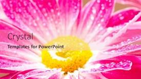  Presentation with gerbera daisy - 