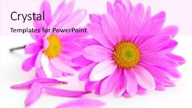  Presentation with blooming lotus flower of pink - Colorful presentation theme enhanced with closeup of pink flower blossoms backdrop and a lavender colored foreground