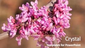  Presentation with eastern - Presentation with closeup of pink flower clusters background and a coral colored foreground