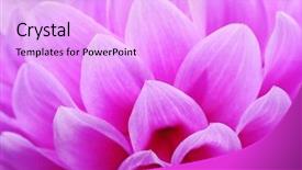  Presentation with pollen - PPT theme featuring closeup of pink flower background and a lavender colored foreground