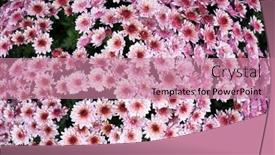  Presentation with chrysanthemum - Slides with closeup-of-pink-flowers background and a coral colored foreground