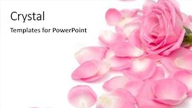 Presentation with pink rose - Presentation theme consisting of closeup of pink rose petails background and a white colored foreground