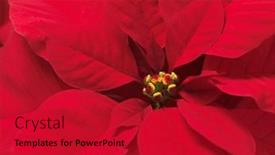  Presentation with christmas red - Audience pleasing slide set consisting of closeup-of-poinsettia-red-christmas backdrop and a crimson colored foreground