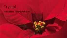  Presentation with christmas red - Cool new PPT theme with closeup-of-poinsettia-red-christmas backdrop and a crimson colored foreground