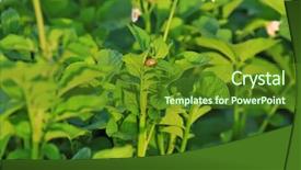  Presentation with plantation - Theme consisting of closeup of potato bushes background and a tawny brown colored foreground