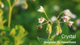  Presentation with pest - Amazing PPT layouts having closeup of potato bushes backdrop and a tawny brown colored foreground