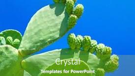  Presentation with pear - Presentation design consisting of closeup-of-prickly-pear-cactus background and a tawny brown colored foreground