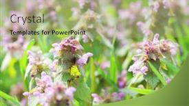  Presentation with nettle - Theme enhanced with closeup-of-purple-dead-nettle background and a mint green colored foreground