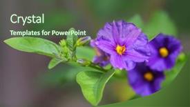  Presentation with apple flower - Beautiful PPT layouts featuring closeup of purple flower kangaroo backdrop and a  colored foreground