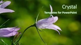  Presentation with purple spring - Cool new slide deck with closeup of purple flowers outdoor backdrop and a  colored foreground