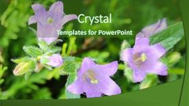  Presentation with nettle - Presentation theme consisting of closeup of purple nettle-leaved bellflower campanula trachelium in the garden background and a forest green colored foreground