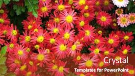 Presentation with chrysanthemum - PPT layouts having closeup-of-red-and-yellow background and a crimson colored foreground