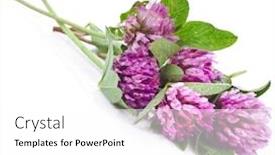  Presentation with clover - Colorful PPT layouts enhanced with closeup of red clover flower trifolium pratense isolated on white background backdrop and a white colored foreground
