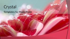  Presentation with gerbera daisy - Presentation theme enhanced with closeup of red daisy-gerbera with waterdrops soft focus and star filter used background and a light blue colored foreground